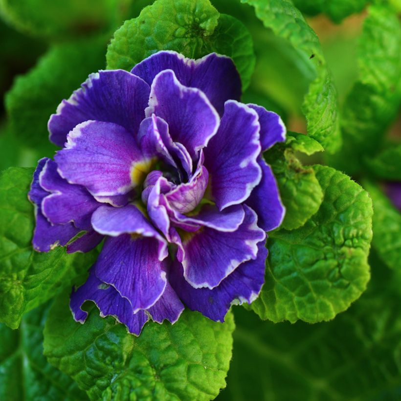 Primula Belarina Amethyst Ice - Kissenprimel (Blüte)