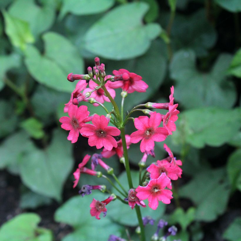 Primula japonica Millers Crimson - Etagen-Primel (Blüte)