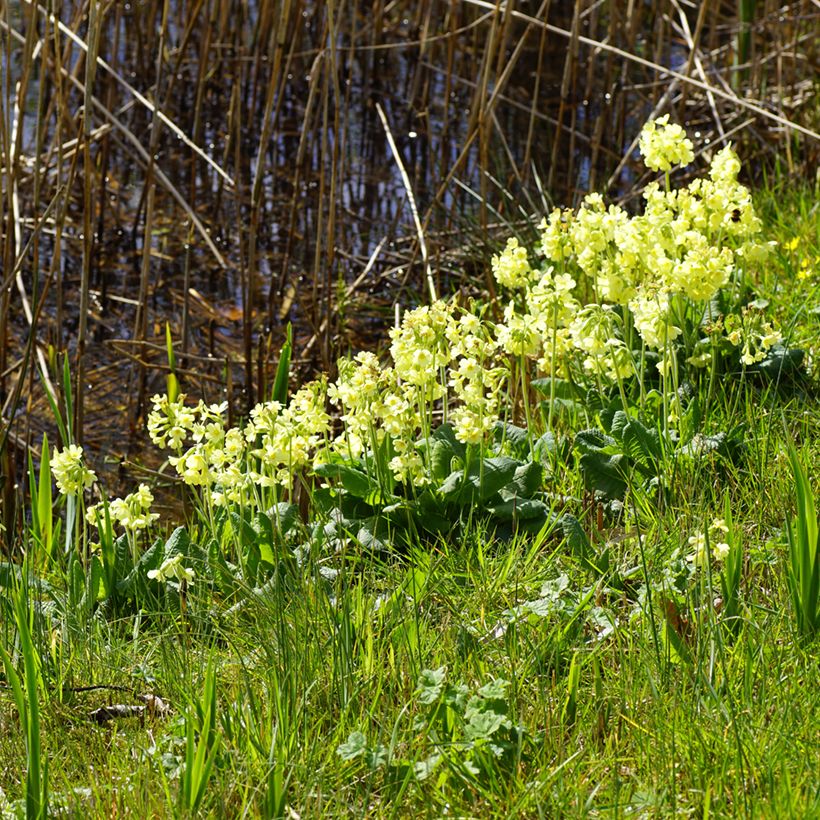 Hohe Schlüsselblume double Rubens - Primula (Hafen)