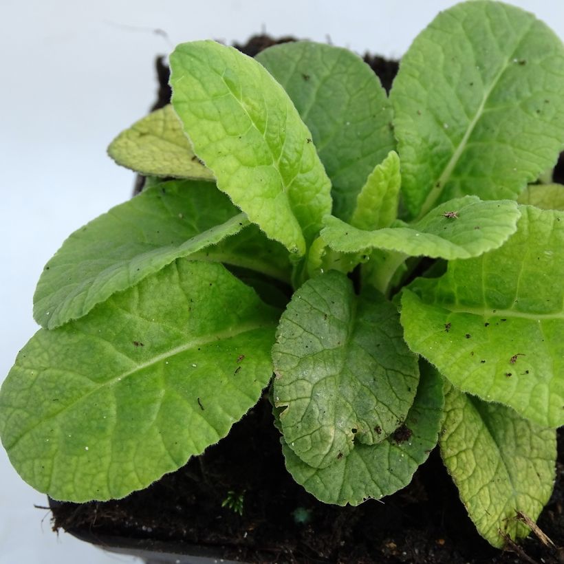 Primula polyantha Dark Rosaleen - Primel (Laub)