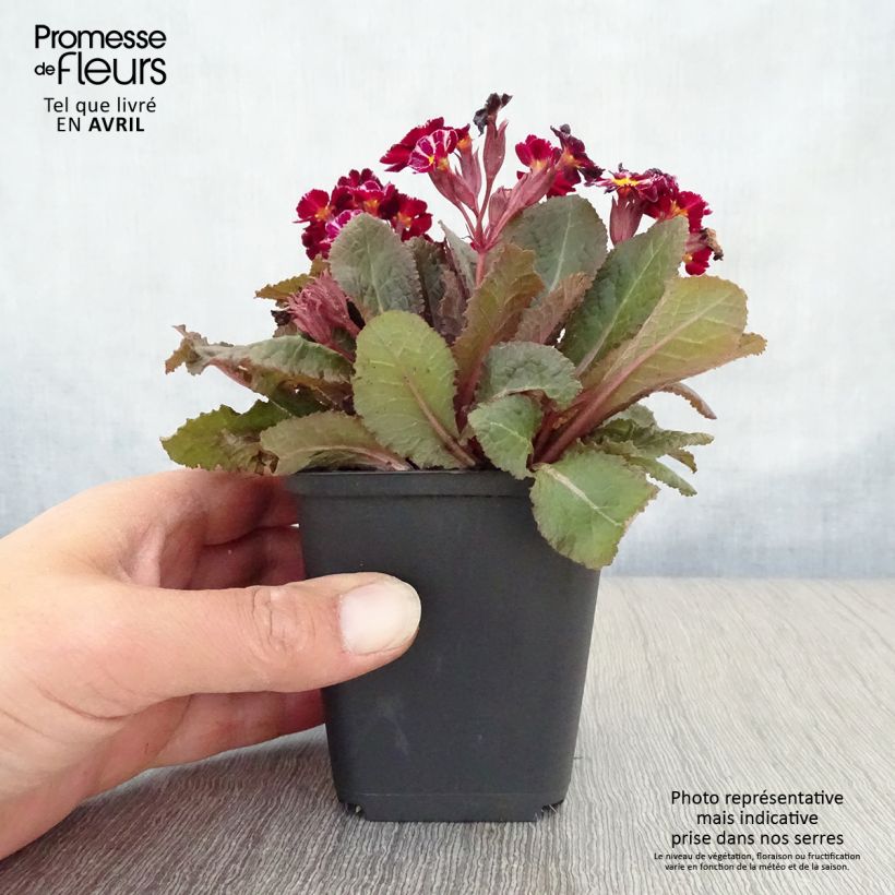 Exemplar von Primula polyantha Dark Rosaleen - Primel Kleine Töpfe von 8/9 cm wie im Frühjahr geliefert