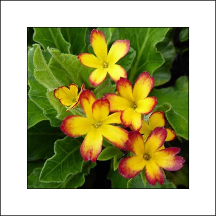 Primula polyantha Oak Leaf Yellow Picotee - Primel (Blüte)