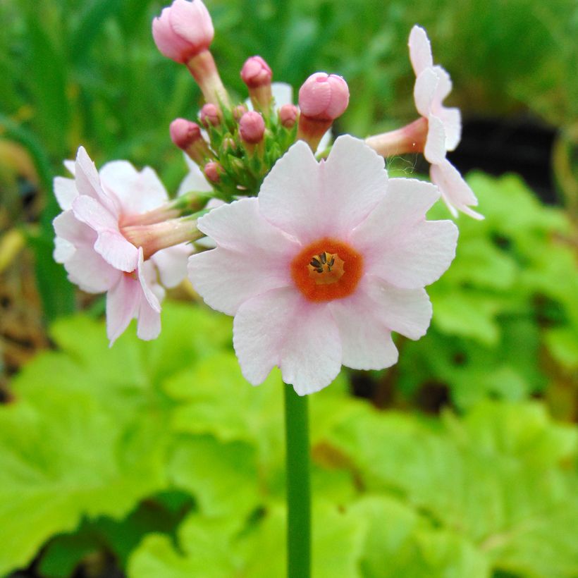 Primula japonica Apple Blossom - Etagen-Primel (Blüte)