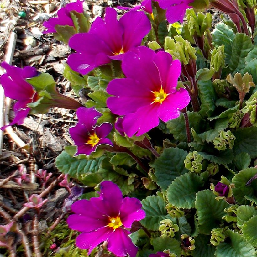 Primula juliae Wanda - Primel (Blüte)