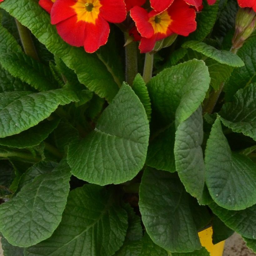 Hohe Schlüsselblume Colibri Red Shades - Primula (Laub)