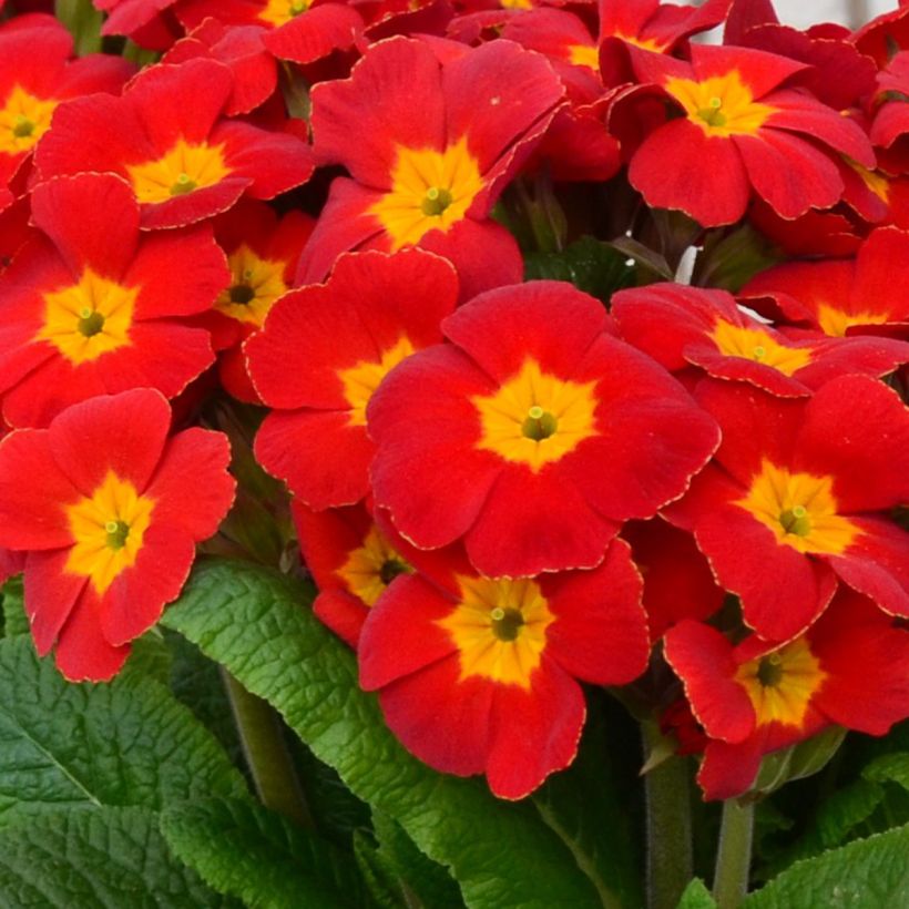 Hohe Schlüsselblume Colibri Red Shades - Primula (Blüte)