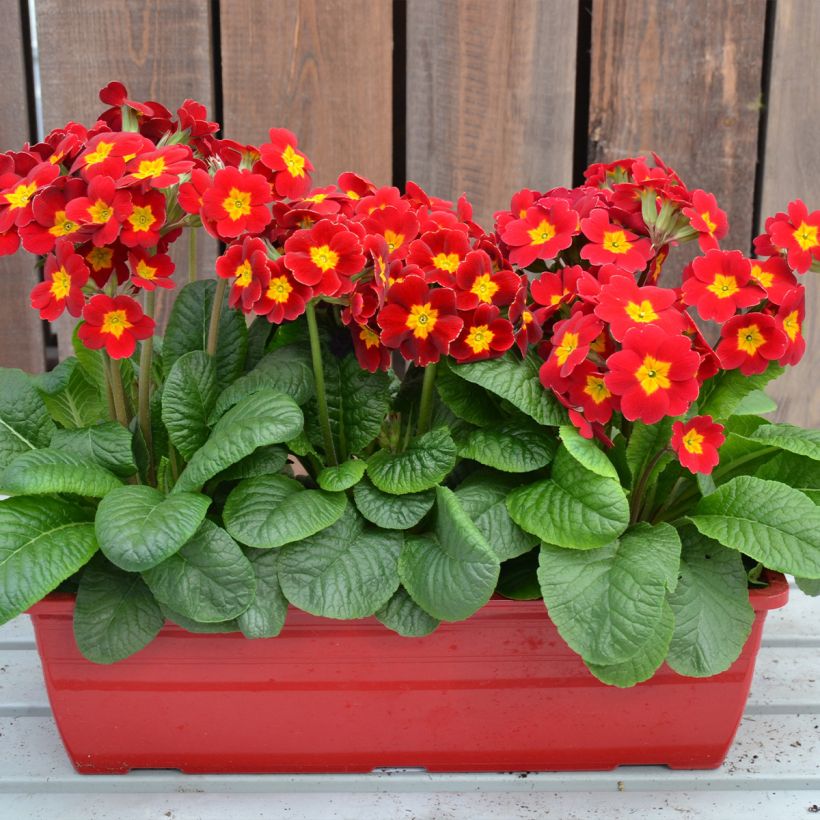 Hohe Schlüsselblume Colibri Red Shades - Primula (Hafen)