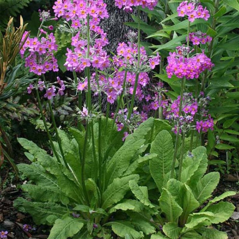 Primula beesiana - Etagen-Primel (Hafen)