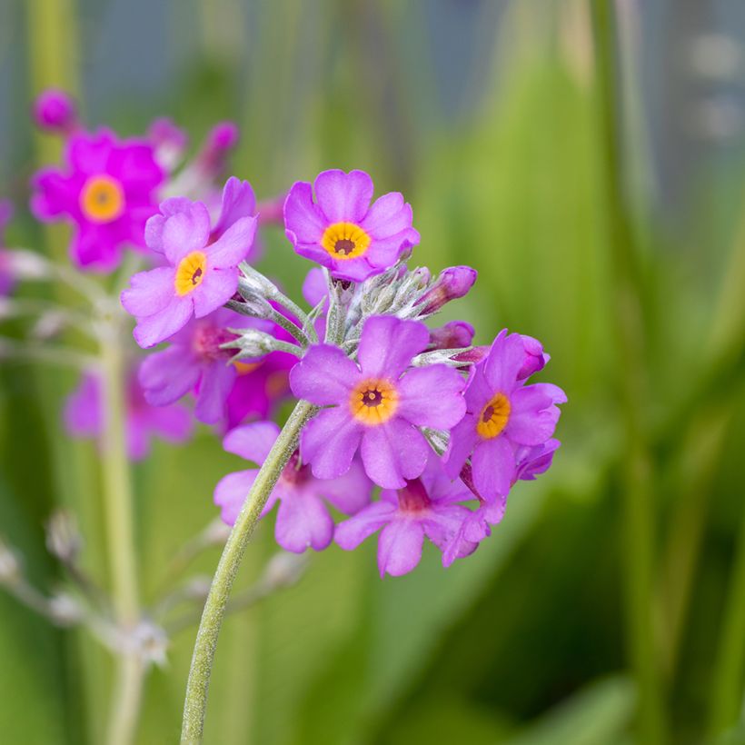 Primula beesiana - Etagen-Primel (Blüte)