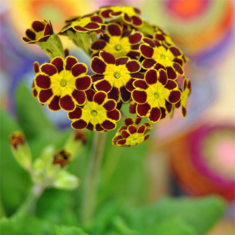 Hohe Schlüsselblume Gold Lace Red - Primula (Blüte)