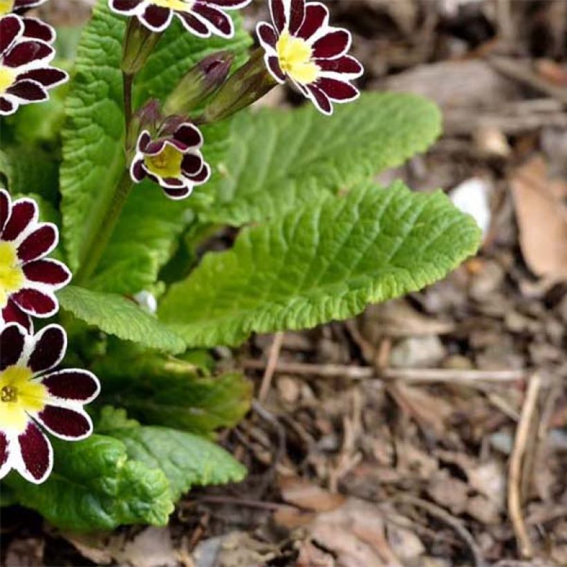 Hohe Schlüsselblume Victoriana Silver Lace Black - Primula (Laub)