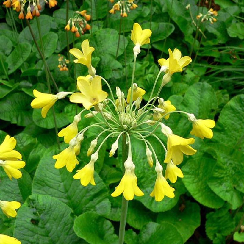 Primula florindae - Tibetische Schlüsselblume (Blüte)