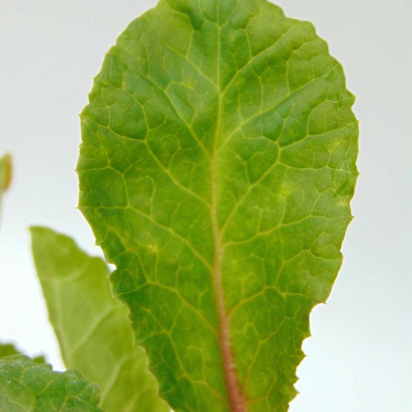 Primula juliae Wanda - Primel (Laub)