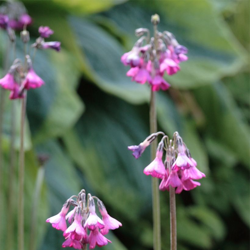 Primula secundiflora - Primel (Blüte)