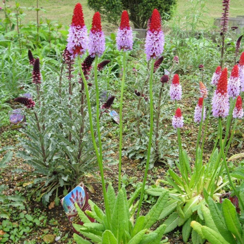 Primula vialii - Primel (Hafen)