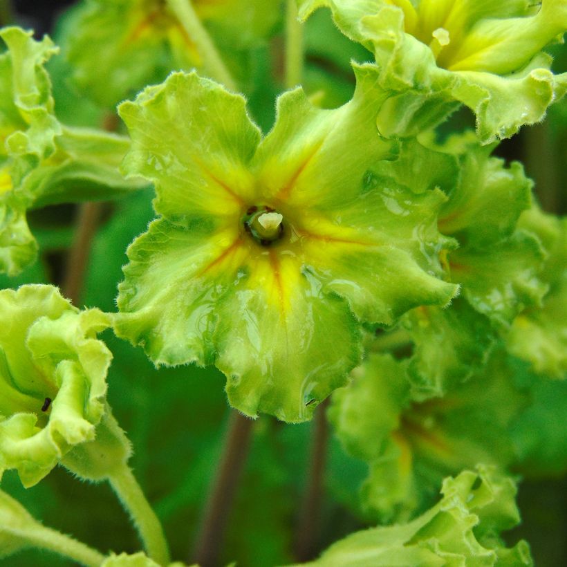 Primula Francesca - Kissenprimel (Blüte)