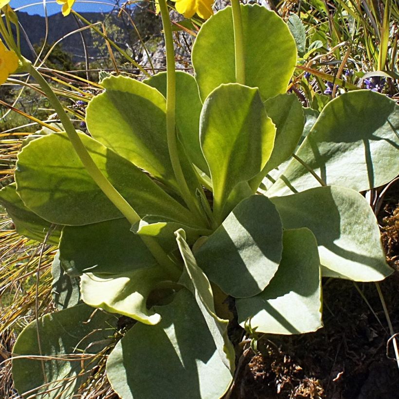 Primula pubescens - Primel (Laub)