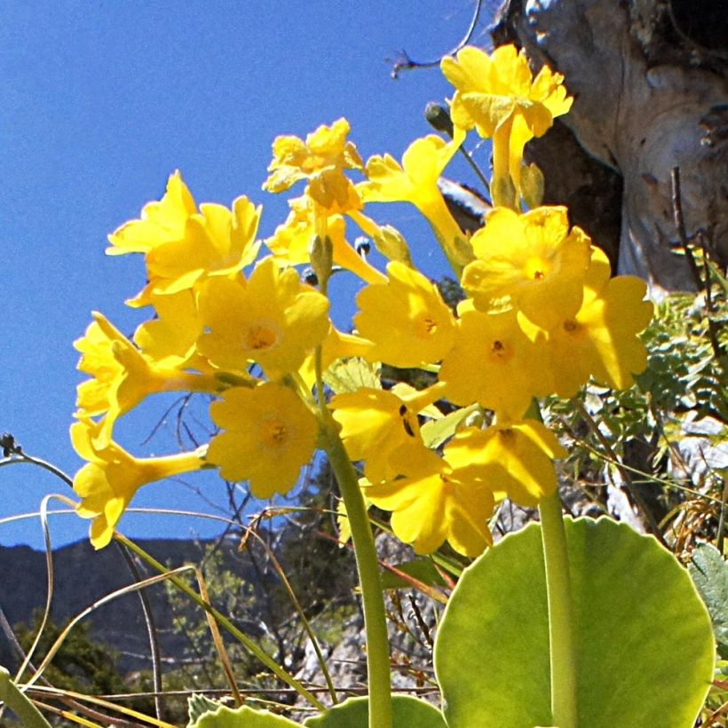 Primula pubescens - Primel (Blüte)