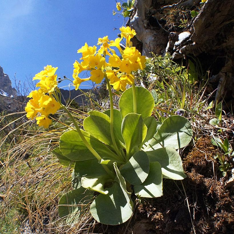 Primula pubescens - Primel (Hafen)