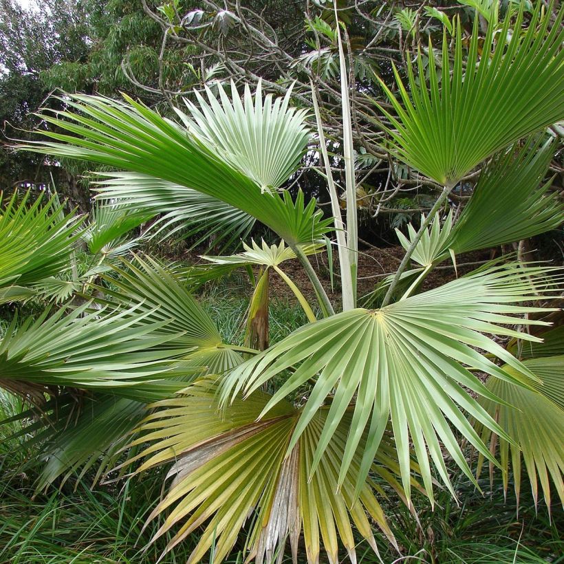 Pritchardia hillebrandii (Laub)