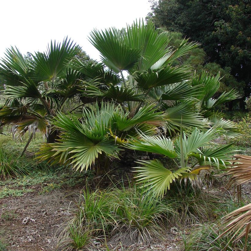 Pritchardia hillebrandii (Hafen)