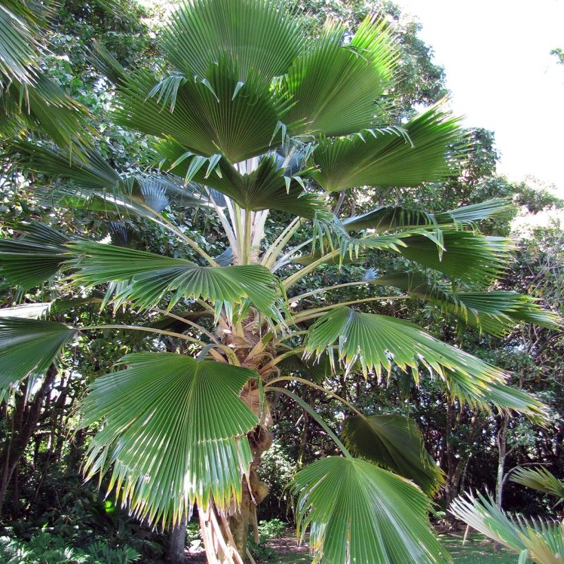 Pritchardia pacifia (Hafen)