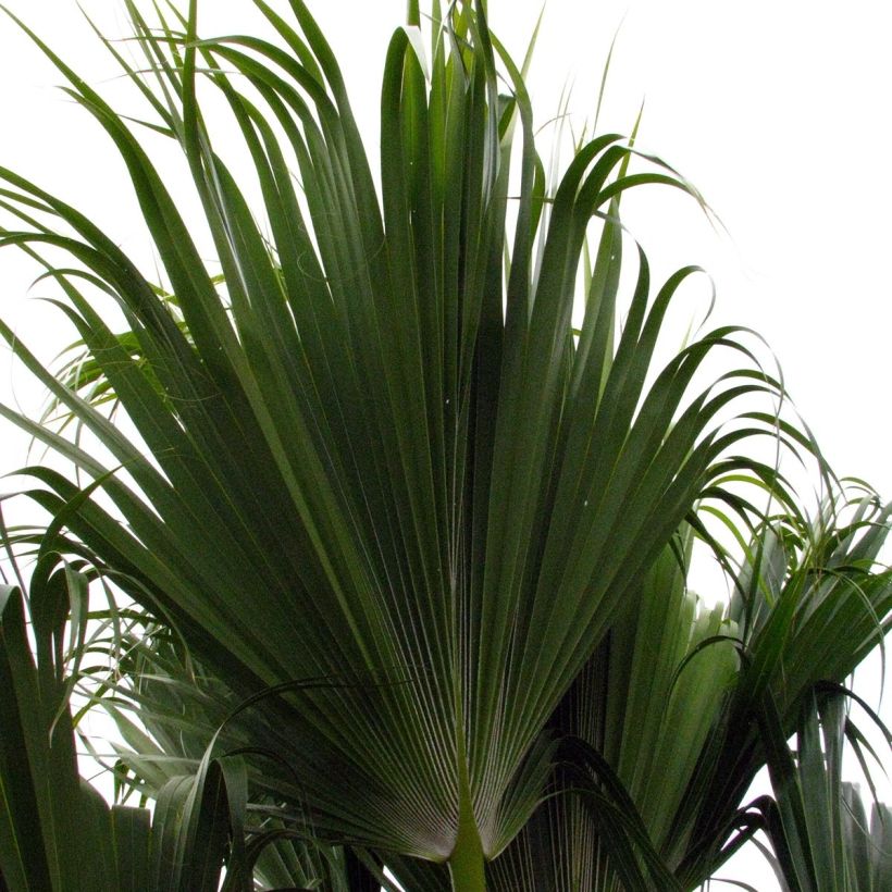 Pritchardia remota (Laub)