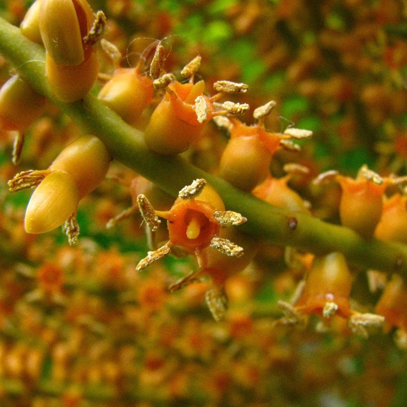 Pritchardia remota (Blüte)