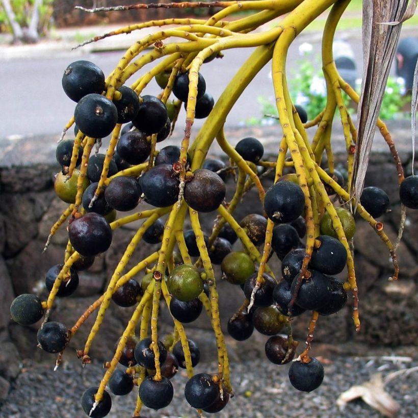 Pritchardia remota (Ernte)