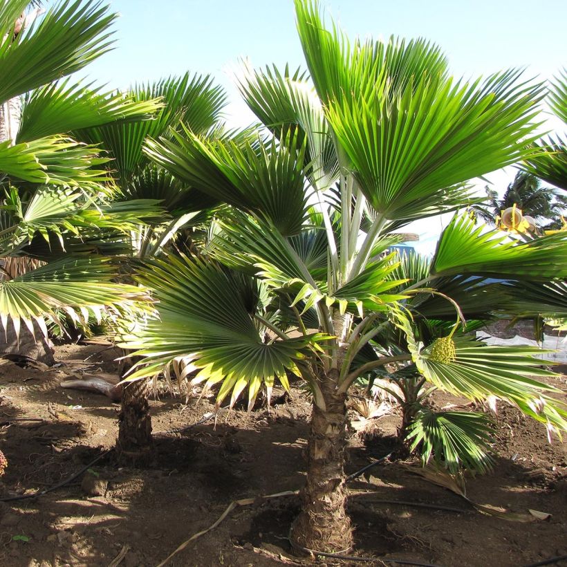 Pritchardia thurstonii (Hafen)