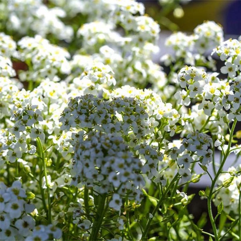 Hornungia alpina - Gämskresse (Blüte)