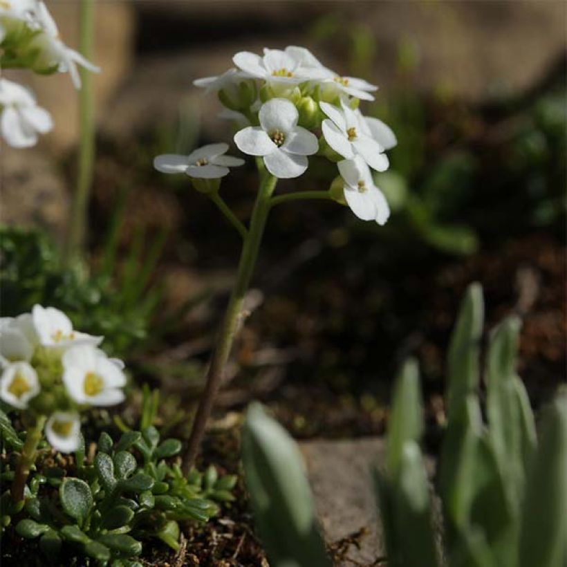 Hornungia alpina - Gämskresse (Hafen)