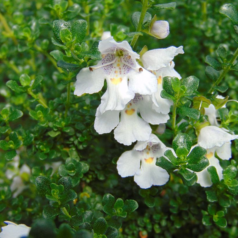 Prostanthera cuneata - Minzbusch (Blüte)