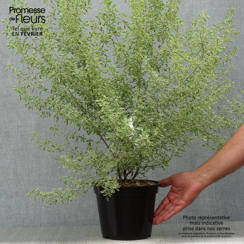 Exemplar von Prostanthera ovalifolia Variegata - Menthe australienne panachée. Pot de 4L/5L wie im Herbst geliefert