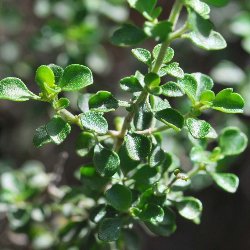 Prostanthera rotundifolia - Minzbusch (Laub)