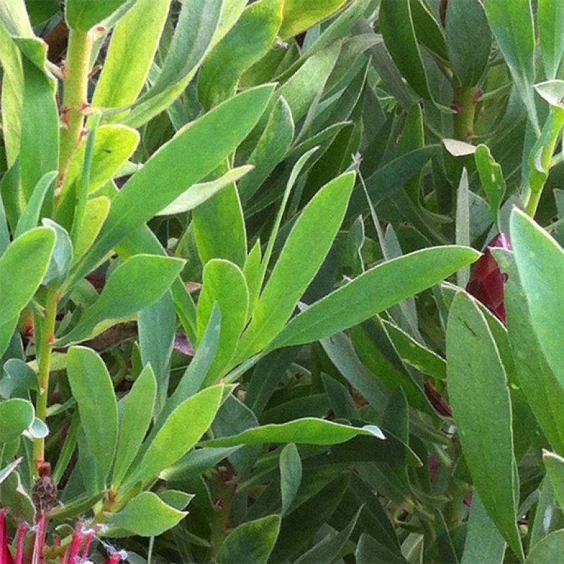 Protea Clark's Red (Laub)