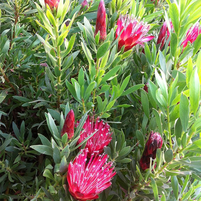 Protea Clark's Red (Blüte)