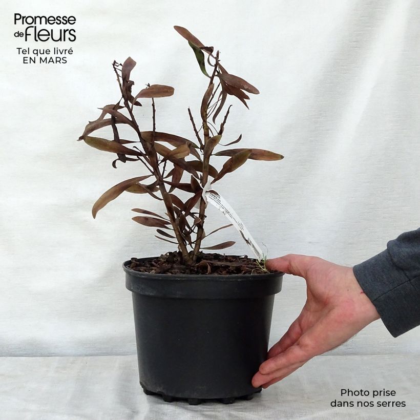 Exemplar von Protea Clark's Red - Protée hybride Pot de 4L/5L wie im Frühjahr geliefert