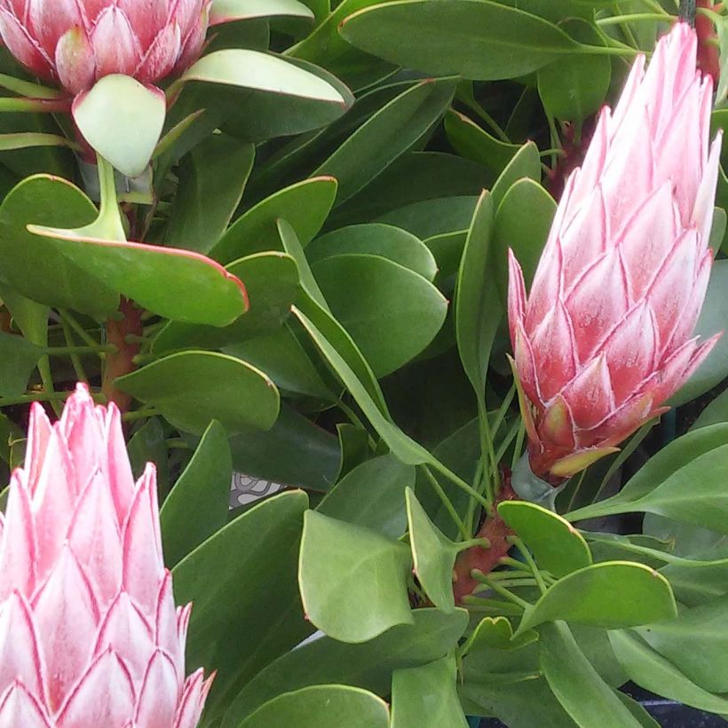 Protea cynaroides Little Prince (Laub)