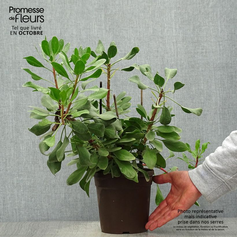 Exemplar von Protea Little Prince - Protée royale Pot de 2L/3L wie im Herbst geliefert