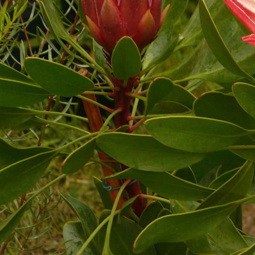 Protea Pink Crown (Laub)