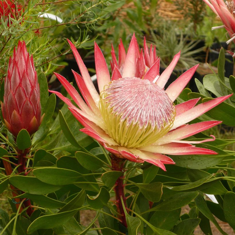 Protea Pink Crown (Blüte)