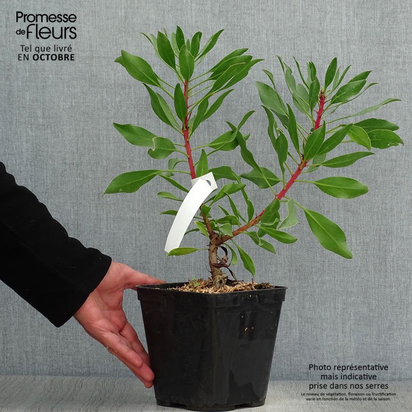 Exemplar von Protea Pink Crown - Protée hybride Pot de 4L/5L wie im Herbst geliefert