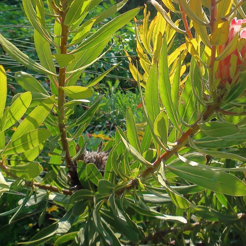 Protea Pink Ice (Laub)