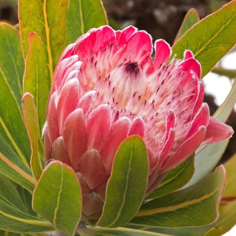 Protea Pink Ice (Blüte)