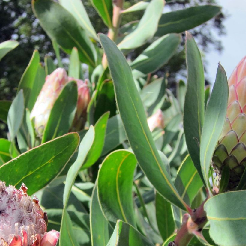 Protea Susara (Laub)