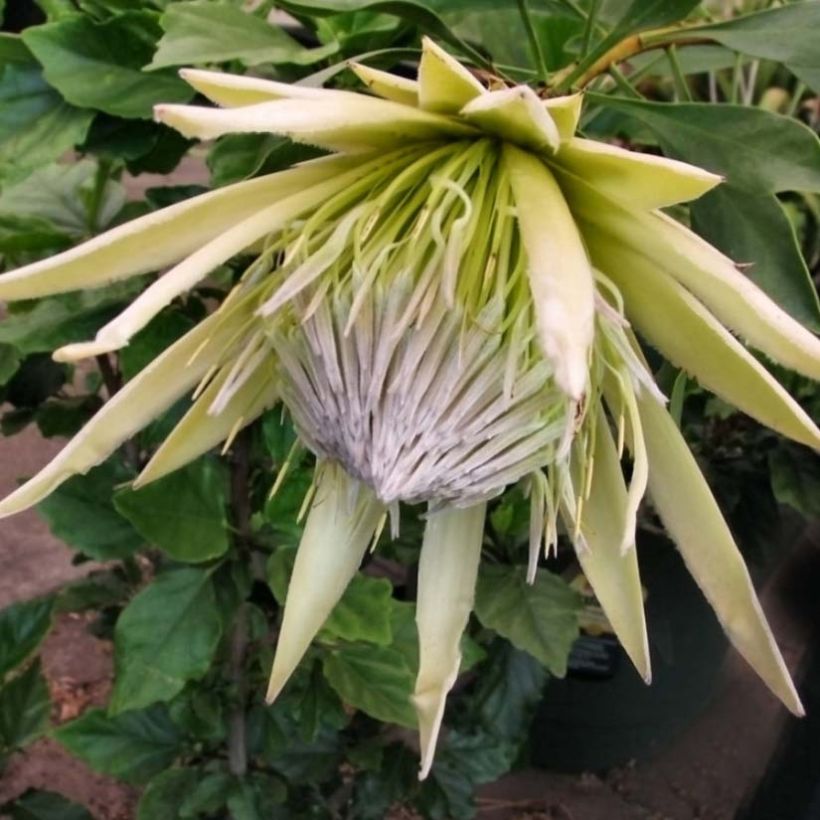 Protea cynaroides White Crown (Blüte)