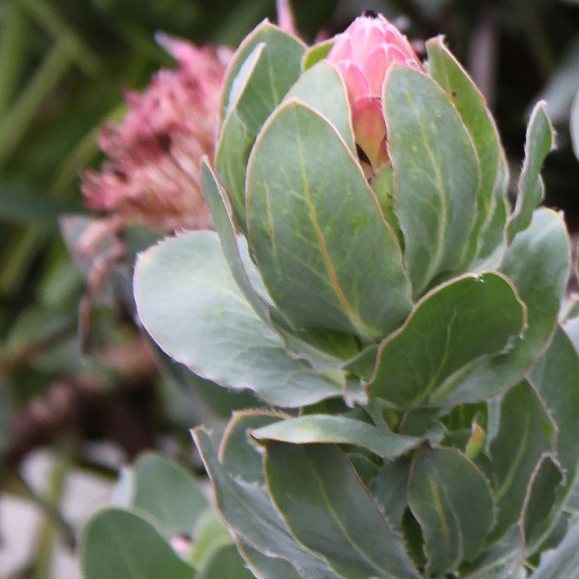 Protea eximia (Laub)