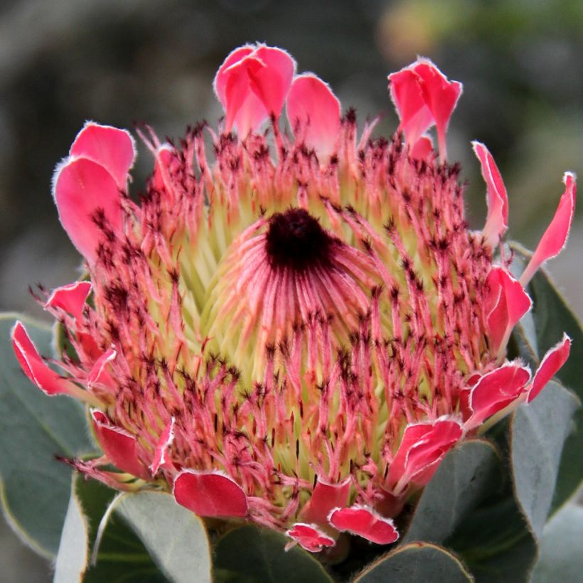 Protea eximia (Blüte)