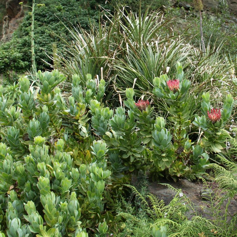 Protea eximia (Hafen)